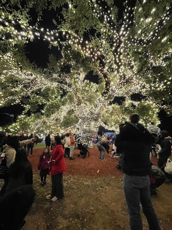 Oak tree adorned with lights 